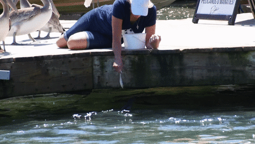 Tarpon (Megalops atlanticus) — Megalopidae — 2