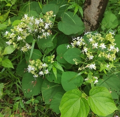 Clerodendrum infortunatum