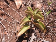 Kalanchoe sexangularis
