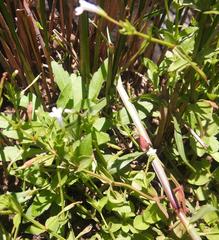 Lindernia parviflora