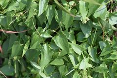 Mikania chenopodiifolia