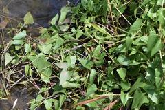 Mikania chenopodiifolia