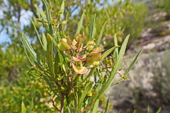 Dodonaea viscosa viscosa