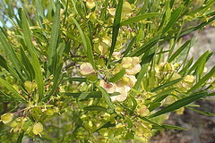 Dodonaea viscosa viscosa