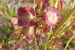 Dodonaea viscosa viscosa