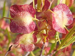 Dodonaea viscosa viscosa