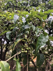 Prunus