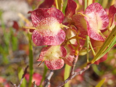 Dodonaea viscosa viscosa