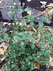 Galinsoga quadriradiata