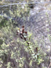 Veronica pimeleoides