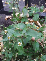 Galinsoga quadriradiata