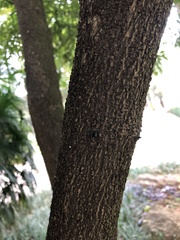 Prunus