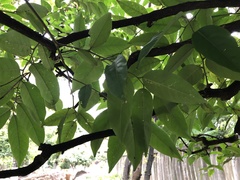 Prunus