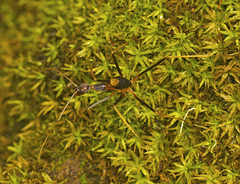 Leptomyrmex rothneyi