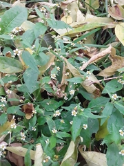 Galinsoga quadriradiata