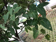 Prunus