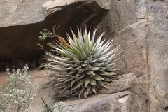 Aloe broomii
