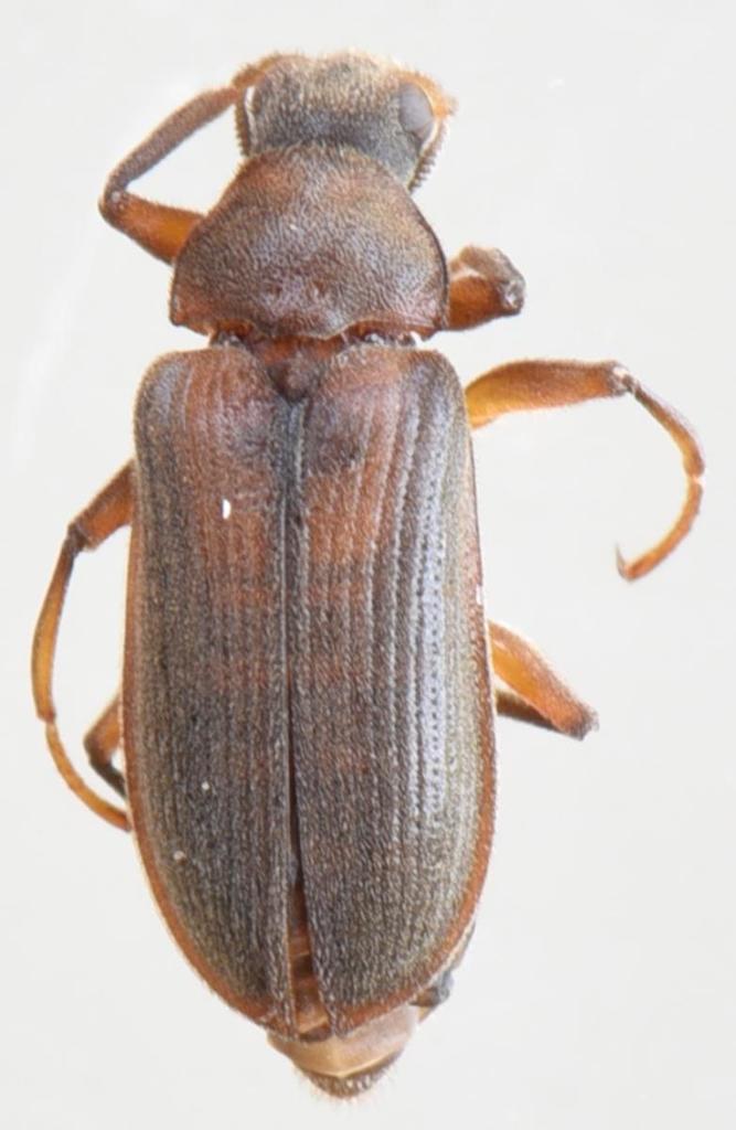 Potamogethes