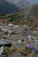 Oxytropis podocarpa