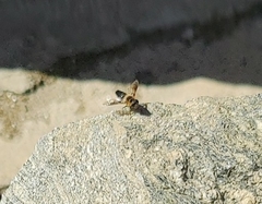 Eristalis himalayensis