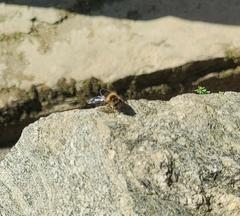 Eristalis himalayensis