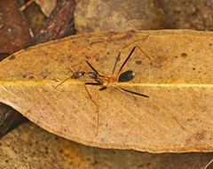 Leptomyrmex rothneyi