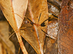 Leptomyrmex rothneyi