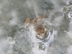 Occidozyga