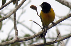 Icterus prosthemelas