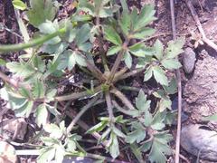 Ranunculus multifidus