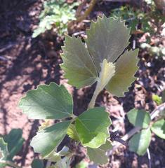 Rhoicissus tridentata