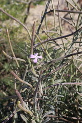 Matthiola sinuata