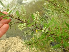 Salix mucronata woodii