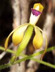 Caladenia testacea