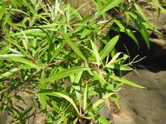 Salix mucronata woodii