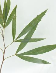 Searsia gerrardii