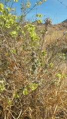 Condea