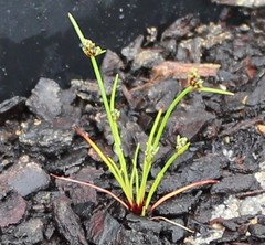 Isolepis antarctica