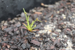 Isolepis antarctica