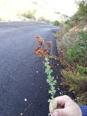 Hypericum thymifolium