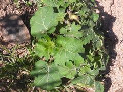 Solanum aculeatissimum