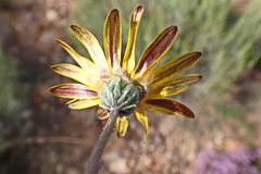 Arctotis lanceolata