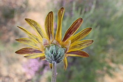 Arctotis lanceolata