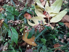 Persicaria maculosa