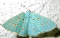 Comostolopsis stillata