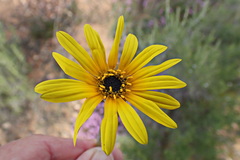Arctotis lanceolata