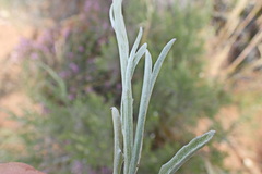 Arctotis lanceolata