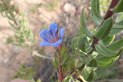 Lobostemon marlothii