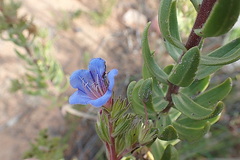 Lobostemon marlothii