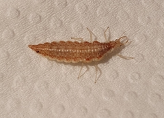 Nineta